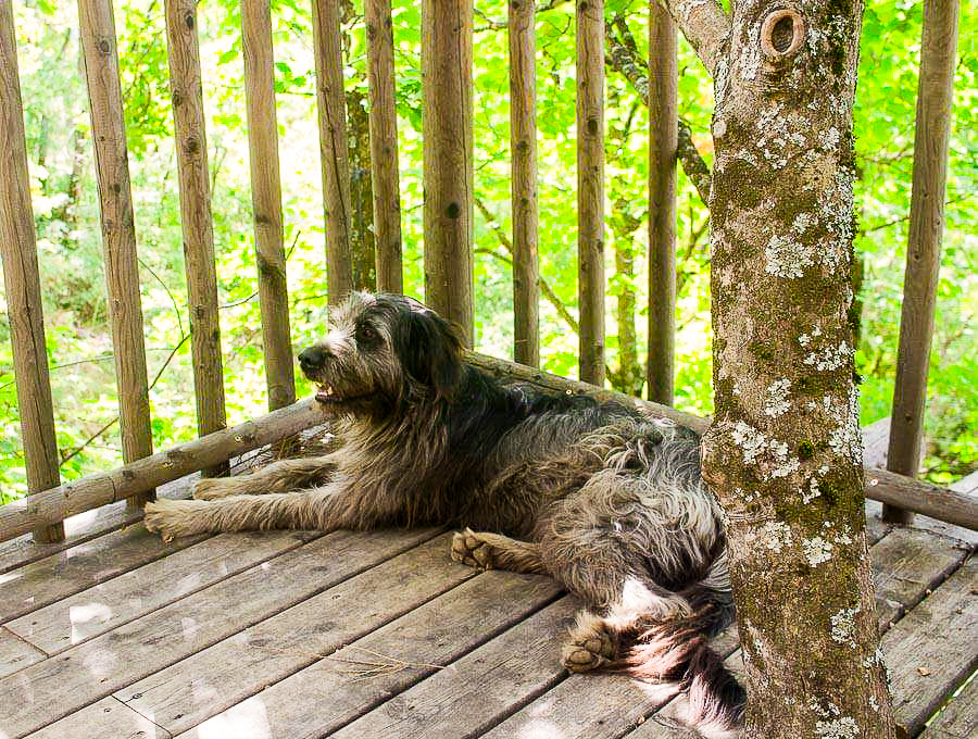 cabane de la bannette chien
